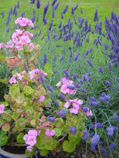 Geraniums and lavender