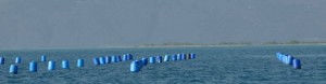 Blue-barrels