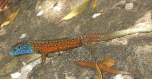 Lizzard