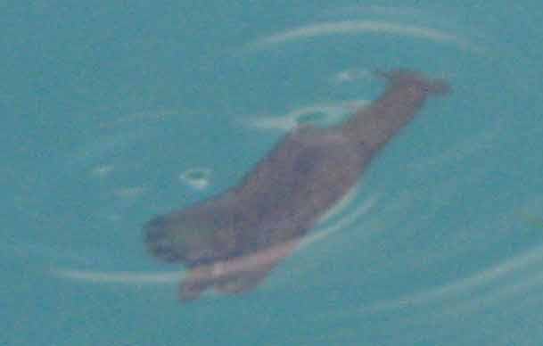 Sea-slug?