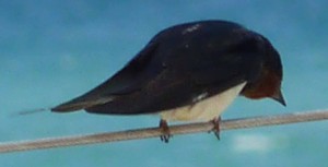 Bird on a wire (swallow on a stanchion)