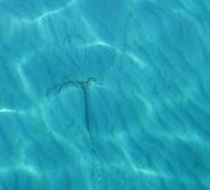 The anchor in the clear blue sea